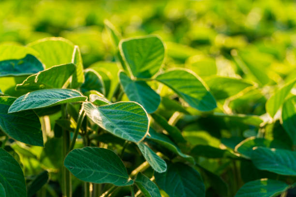 A lush soybean plantation displays vibrant green leaves and developing pods, indicating healthy growth during the prime growing season under bright sunlight.