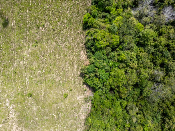 istock Deforestation in the brazilian Amazon region 2178033629