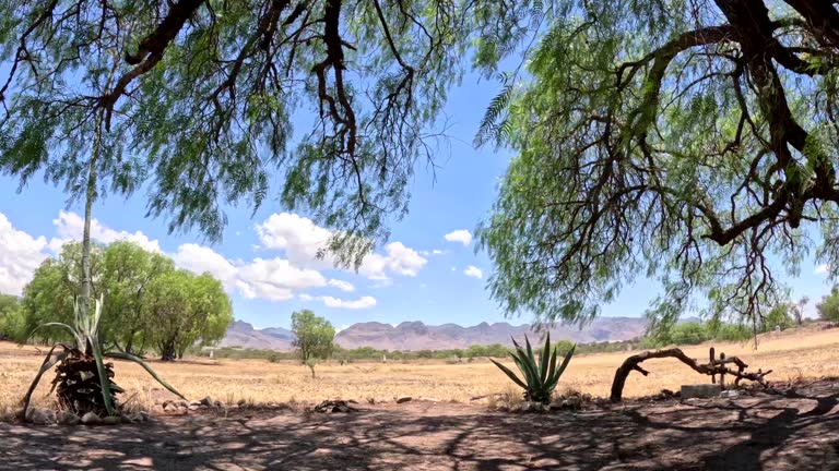 in desert spaces that are green and at the same time dry because the desert moves it in that way. a life of religious monasticism. of religious congregations. blue sky