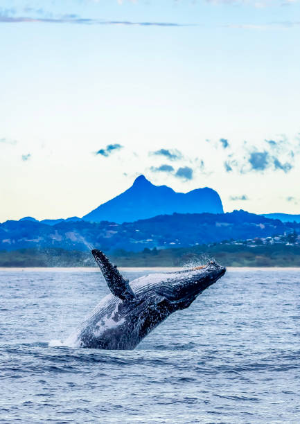istock Wollumbin Whale 2178035469