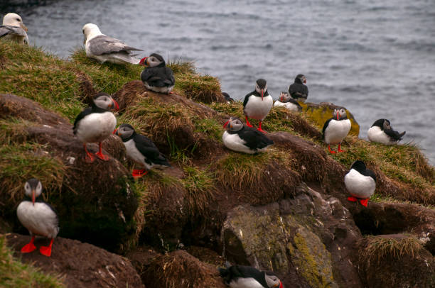 istock Atlantic puffins and sea gulls nesting in bird colony 2178040046