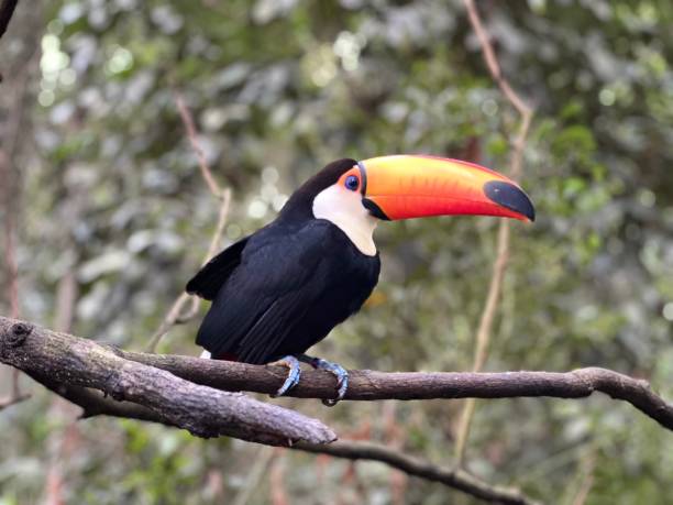 istock Toucan on a tree branch, close-up with blurred background. 2178040346