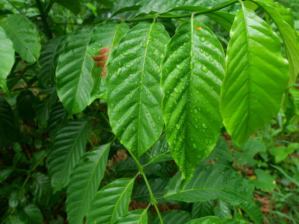 istock Green bush leaf of young Robusta coffee tree planted with water drops 2178042001