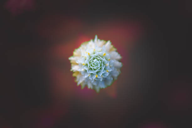 Close up of white Globe Amaranth flowers. White Globe Amaranth Flowers with Natural Blurry Background. The field of white globe amaranth flowers.