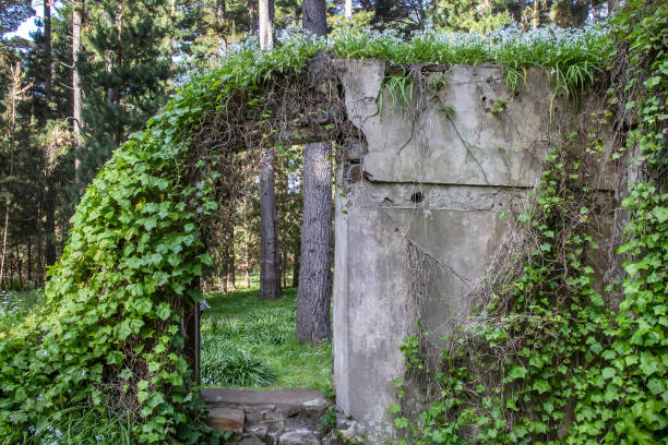 istock Abandoned stone house ruins overgrown with greenery and white calla lilies in tranquil Australian forest, nature power 2178045315