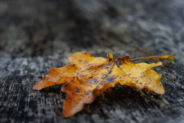 A yellowed, dried maple leaf on a tree trunk, symbolizing the beginning of autumn and the passage of time. A beautiful close-up nature photo with dark contrasts.(selective focus)