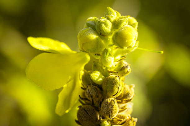 A macro photo of a beautiful flower.