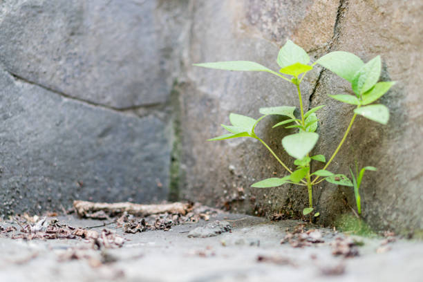 A small green plant is emerging from a textured surface, surrounded by fallen leaves and debris. The environment appears natural and unkempt, indicating resilience in growth.