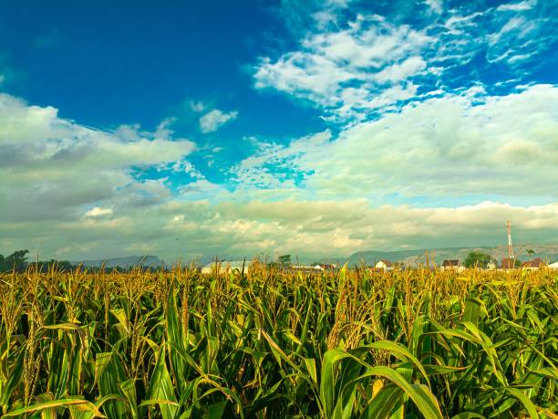 istock A vibrant cornfield under a bright blue sky with scattered clouds, showcasing the beauty of agricultural landscapes and the bounty of nature 2178051675
