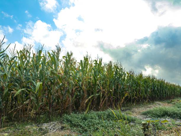 istock A tall cornfield with a blue sky and white clouds in the background 2178051950