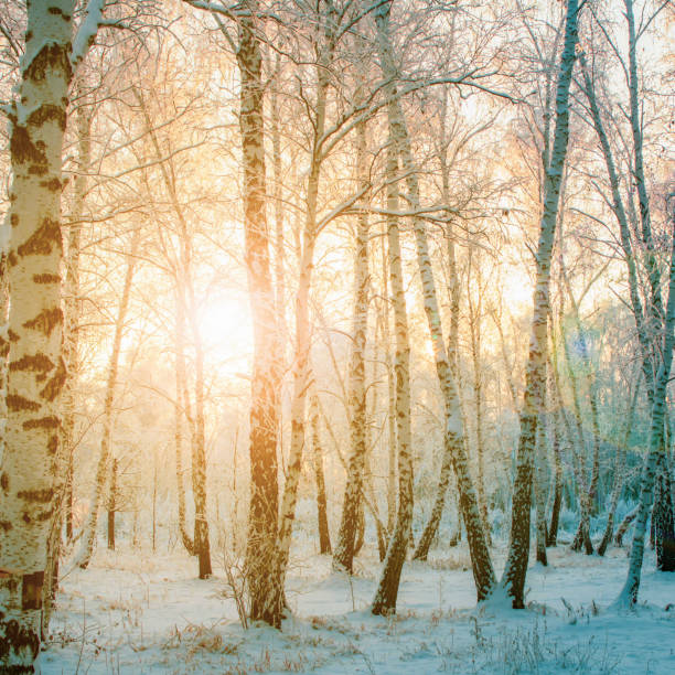 istock frost on the branches of a birch forest in winter at sunset 2178052017