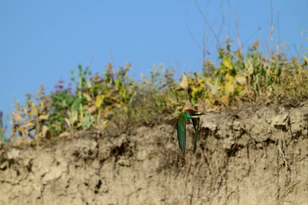 European bee-eater Merops Apiaster in the wild. A flying bird.