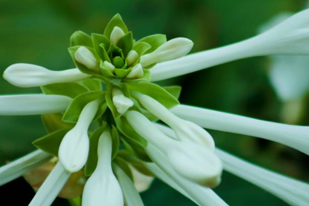 White and green flower with long white petals
