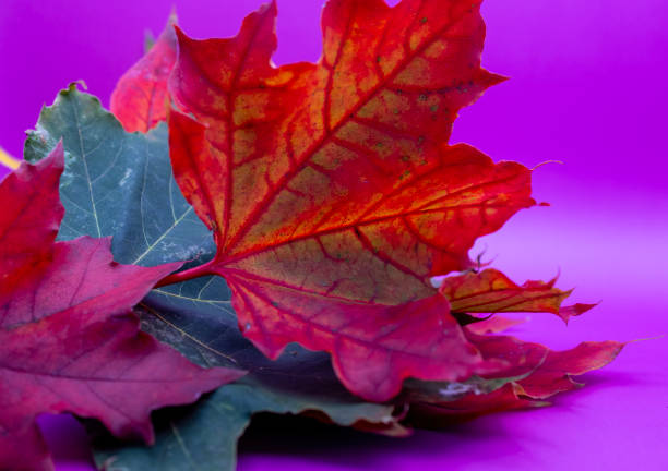 Creative autumn background. Maple leaves on a purple background.