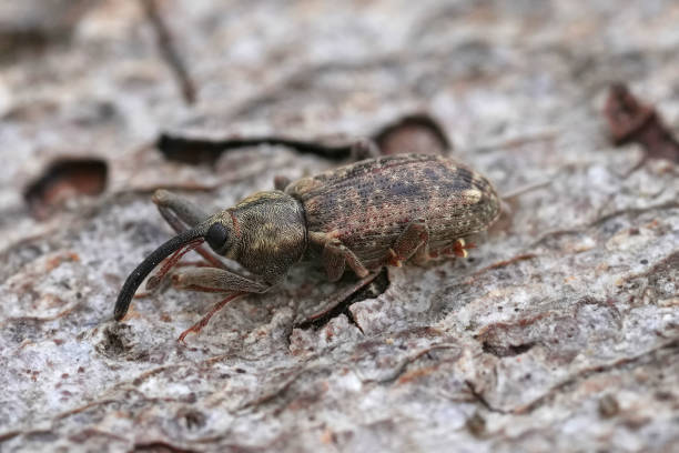 istock Close-up of a European Dorytomus longimanus, Weevil on Textured Surface 2178057941