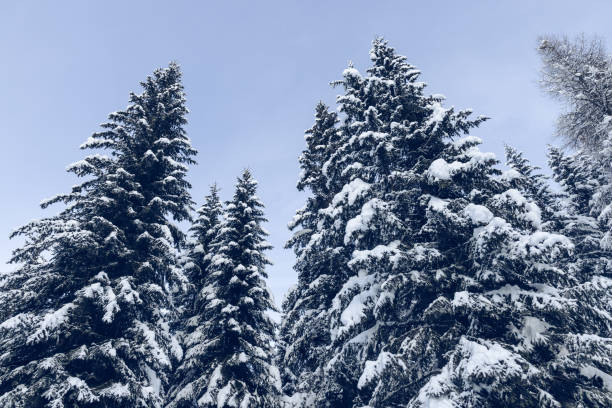 Magical snowy landscape in the Belgian Ardennes mountain forests with snow covered pine trees.