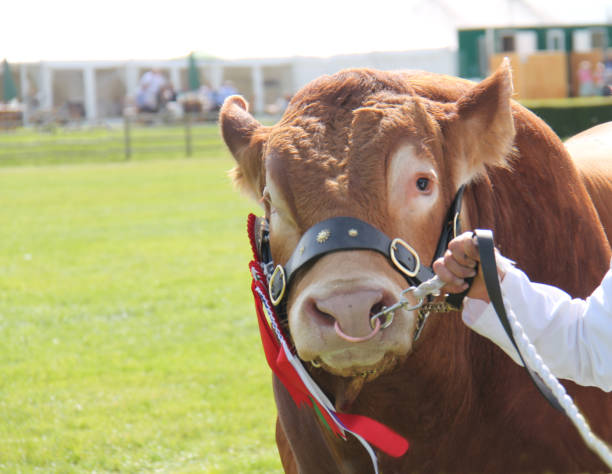 istock Champion Limousin Bull. 2178065447