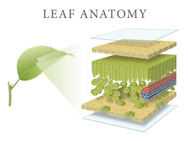 Illustration of leaf anatomy and layers The fine scale structure of a leaf featuring the major tissues; the upper and lower epithelia (and associated cuticles), the palisade and spongy mesophyll and the guard cells of the stoma. Vascular tissue (veins) is not shown. Key plant cell organelles (the cell wall, nucleus, chloroplasts, vacuole and cytoplasm) are also shown. xylem stock illustrations