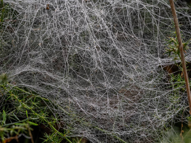 In autumn a spider's web.