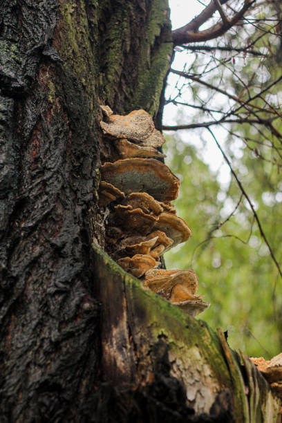 istock A mushroom that grows on a tree.  Diseases of trees in parks 2178071221