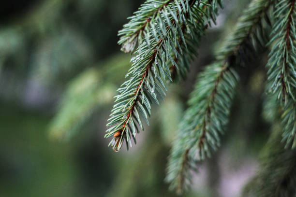 istock Christmas tree in rainy weather. Christmas tree branch close-up 2178071226