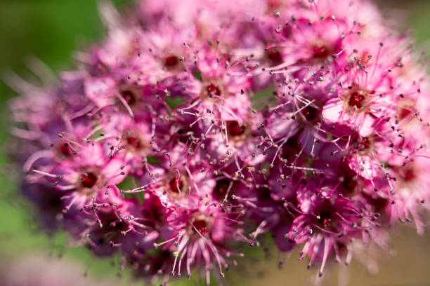 Close up of blooming pink flowers, garden pink flowers, macro pistils and stamens