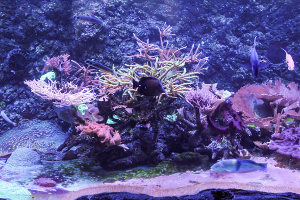 istock Fish swim among the corals. 2178071827