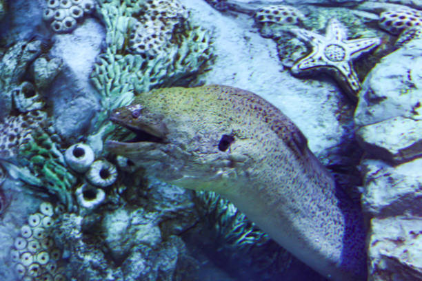 Muraena is a genus of twelve species of large eels. Close up on Muraena Helena eel (Muraenidae) with bright yellow spots.