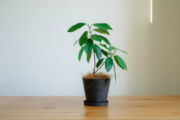 istock Small banyan with houseplants 2178072271