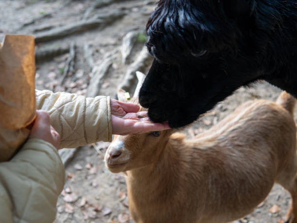 istock a man feeds a goat with his hands 2178073468