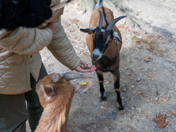 istock a man feeds a goat with his hands 2178073619