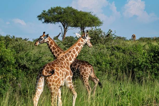 Giraffe in the savannah of the Murchison Falls National Park in Uganda