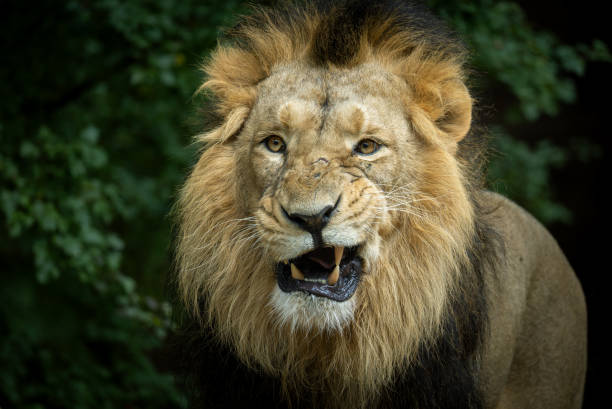 istock Snarling male lion 2178074912