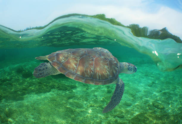istock a sea turtle swimming near the surface 2178075120