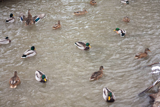 wild ducks swim in the river in winter