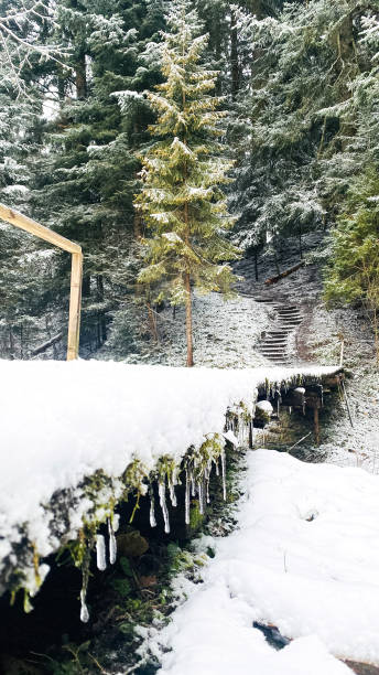 istock bridge in the winter forest with icicles 2178075508