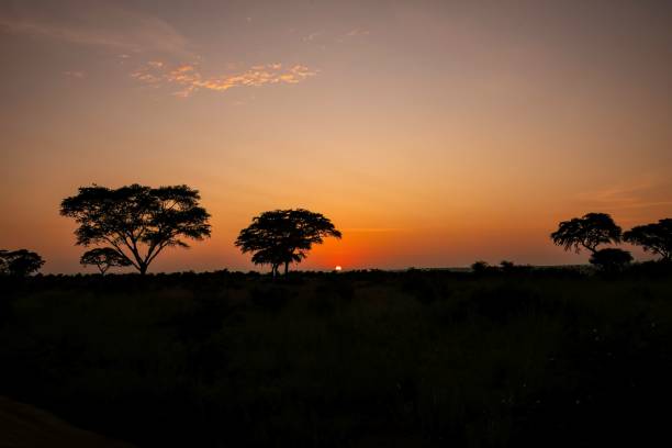 istock Magic sunset in the African Savannah 2178075545