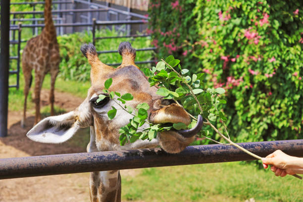 istock Giraffe  enjoys striping leaves from the branch being fed by visitor 2178075707