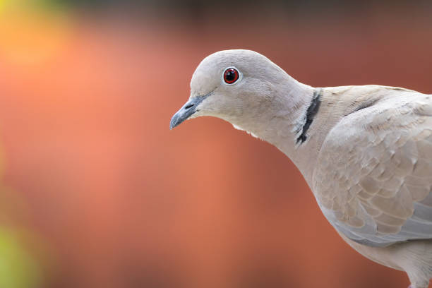 portrait of a wild eurasian collared dove (Streptopelia decaocto)
