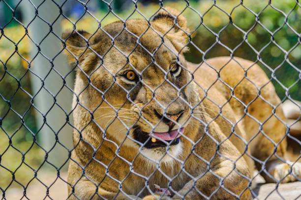 LARGE LIONESS BEHIND A CHAIN LINK FENCE SNARLING WITH BRIGHT YELLOE EYES