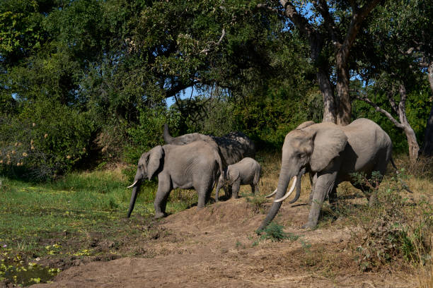 istock Elephants in South Luangwa National Park 2178076847