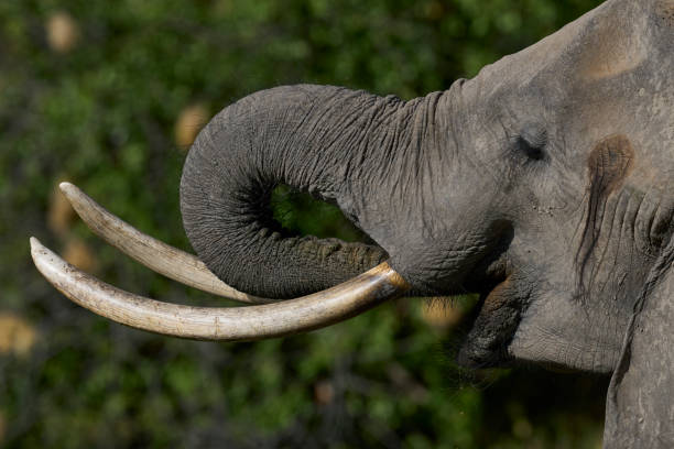 istock Elephants in South Luangwa National Park 2178076975