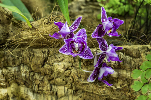 Purple orchids in a botanical garden