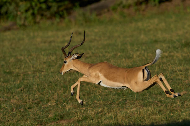 istock Male Impala during the annual rut 2178077827