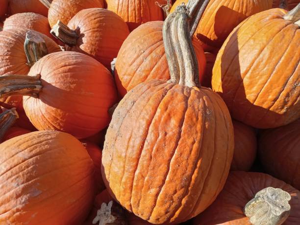 istock Pumpkins of Ohio 2178078293