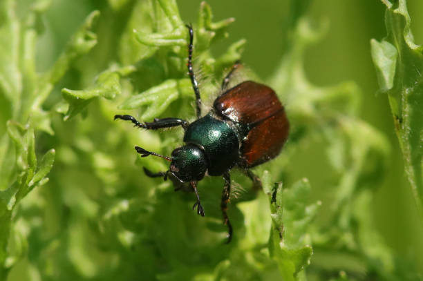 istock Hanneton des jardins (Phyllopertha horticola) 2178078469
