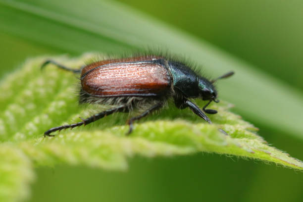istock Hanneton des jardins (Phyllopertha horticola) 2178078475