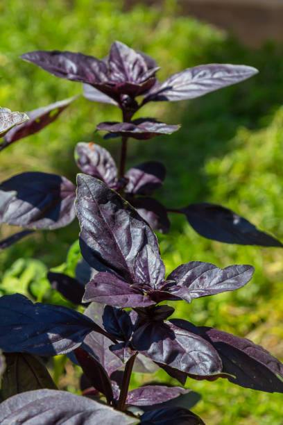 istock Ocimum basilicum with red leaves it grows in the garden in summer 2178078497