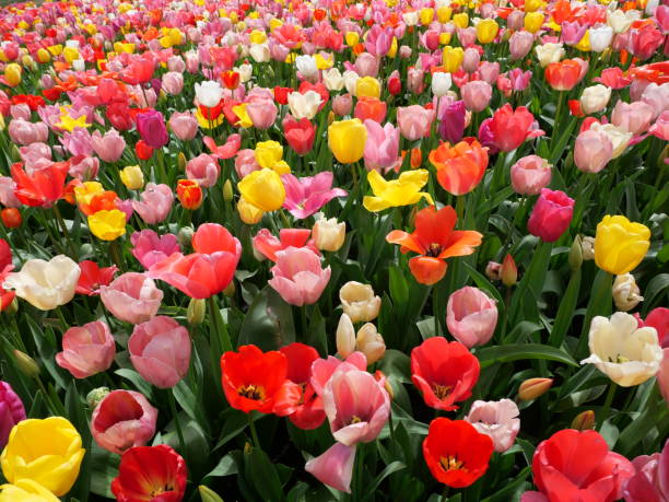 istock Colorful flowers 2178078818