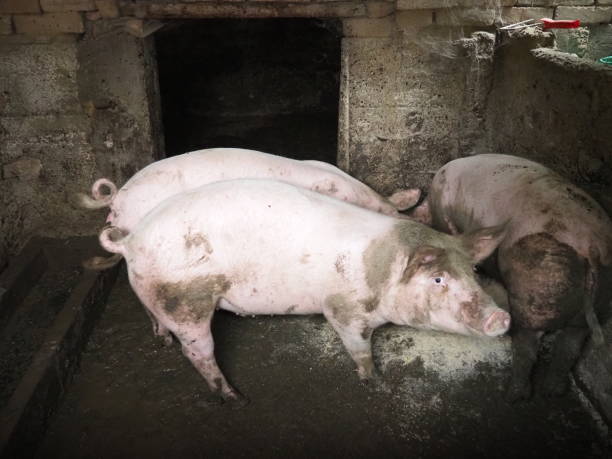 istock Three plump pink pigs in a private farmstead eat mixed feed with gusto, competing with each other and pushing each other. Agriculture in Serbia. Pig farm. Piggy in a pen eats compound feed. 2178079561